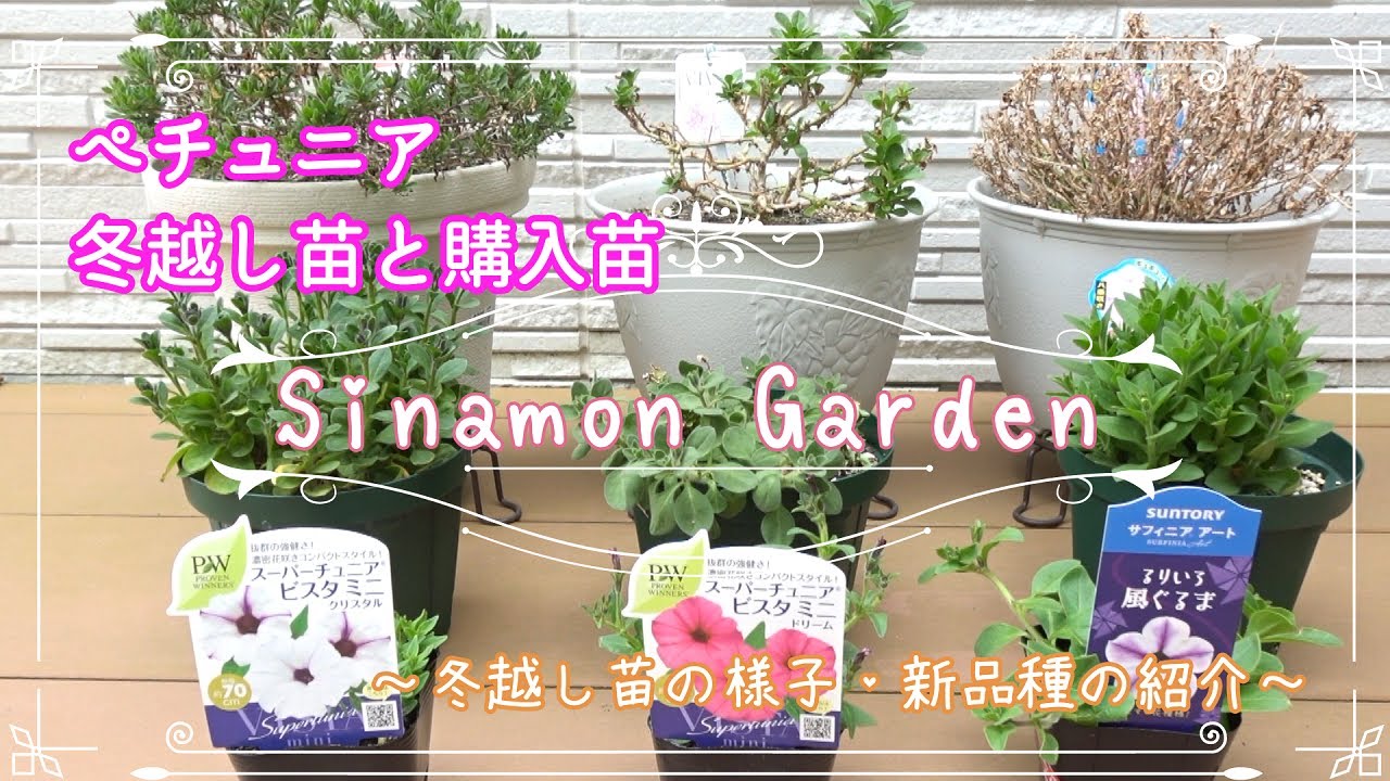 ガーデニング 冬越しペチュニアの手入れ 購入品ペチュニアの植付け 挿し芽で増やすペチュニア 春の花壇 Youtube