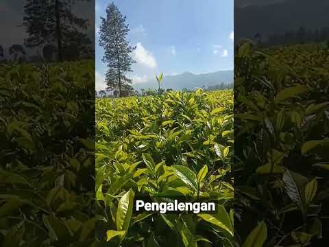 Kebun Teh Pengalengan