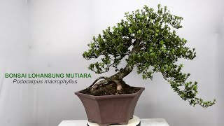 Review Produk Bonsai Lohansung Mutiara Podocarpus Macrophyllus
