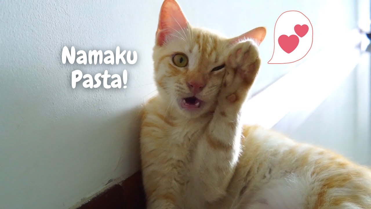 Pasta, kucing lucu kucing comel yang nakal dan jago!