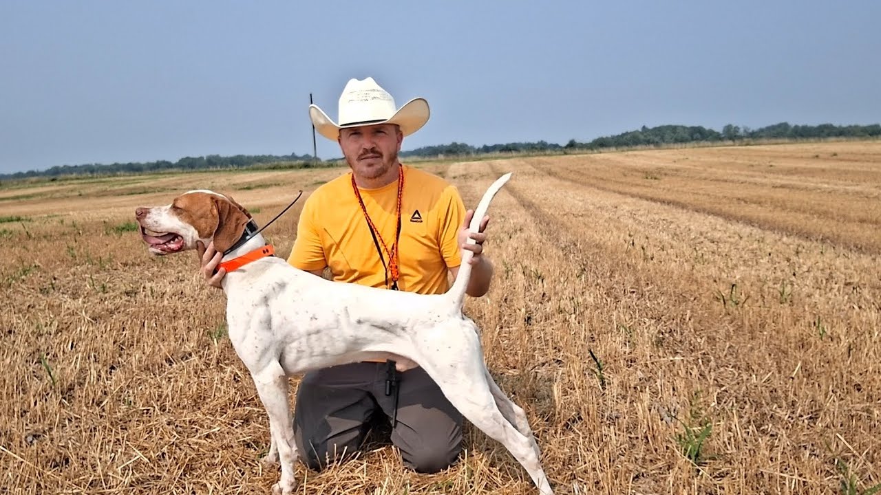 English Pointer Dandy at second chance bird dogs