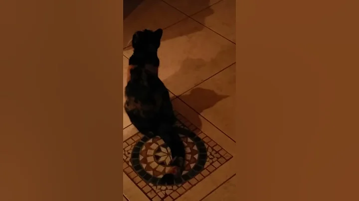 Cats escaping big failure
