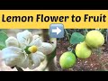 Lemon flower to fruit  lemon growing time lapse  inspiring peacock