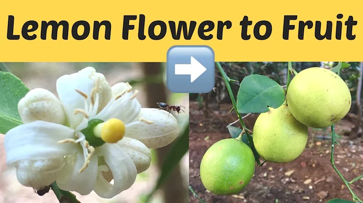 Lemon flower to fruit | lemon growing time lapse | inspiring peacock