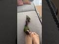 The two parrots were very unhappy with their owner's feet. #birds #parrot #parrots #pets #shorts