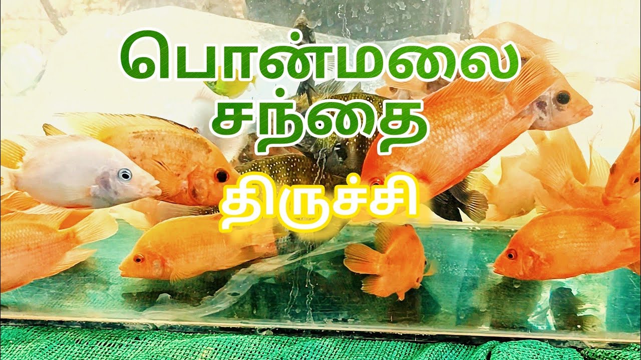 Trichy ponmalai sunday fish market YouTube