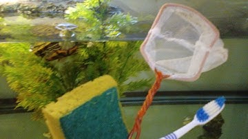 Top Tips on How To Keep Your Turtle Tank Clean and Algae Free!