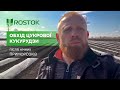ОБХІД ЦУКРОВОЇ КУКУРУДЗИ після нічних ПРИМОРОЗКІВ. РОСТОК