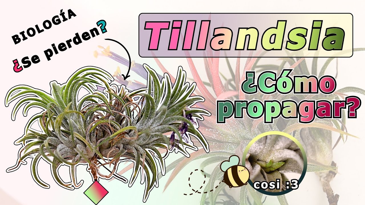 Clavel de AIRE🌪-PROPAGACIÓN (Tillandsias) | ¿Cuándo? | Luz y Fertilización | BIOLOGÍA | #tillandsia