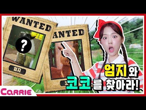 사랑스런 아기 동물 친구들이 가득한 곳에서 엄지와 코코  찾기 놀이    숨바꼭질 Hide and Seek