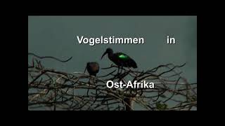 Ostafrika Vogelstimmen