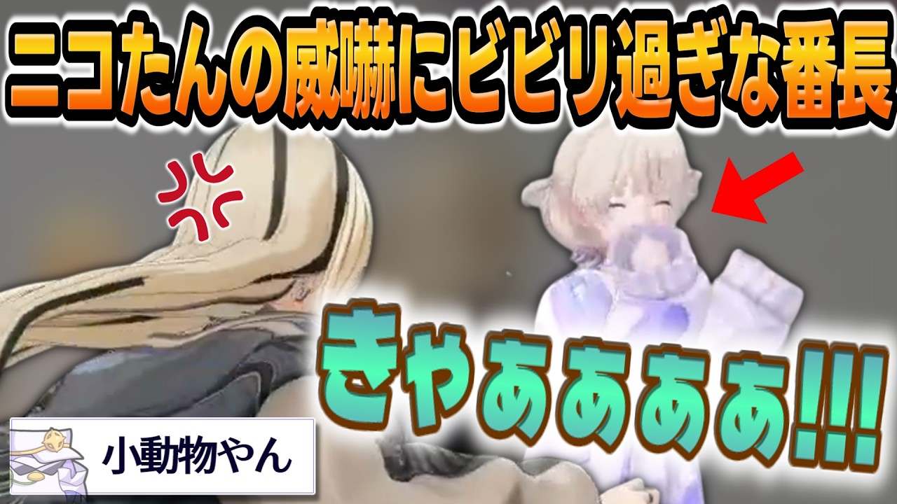 【FLOW GLOW対決】ロボットダンスやガチ悲鳴など、ばんちょーダイジェスト【 #轟はじめ #ホロライブ #ホロライブ切り抜き #regloss 】