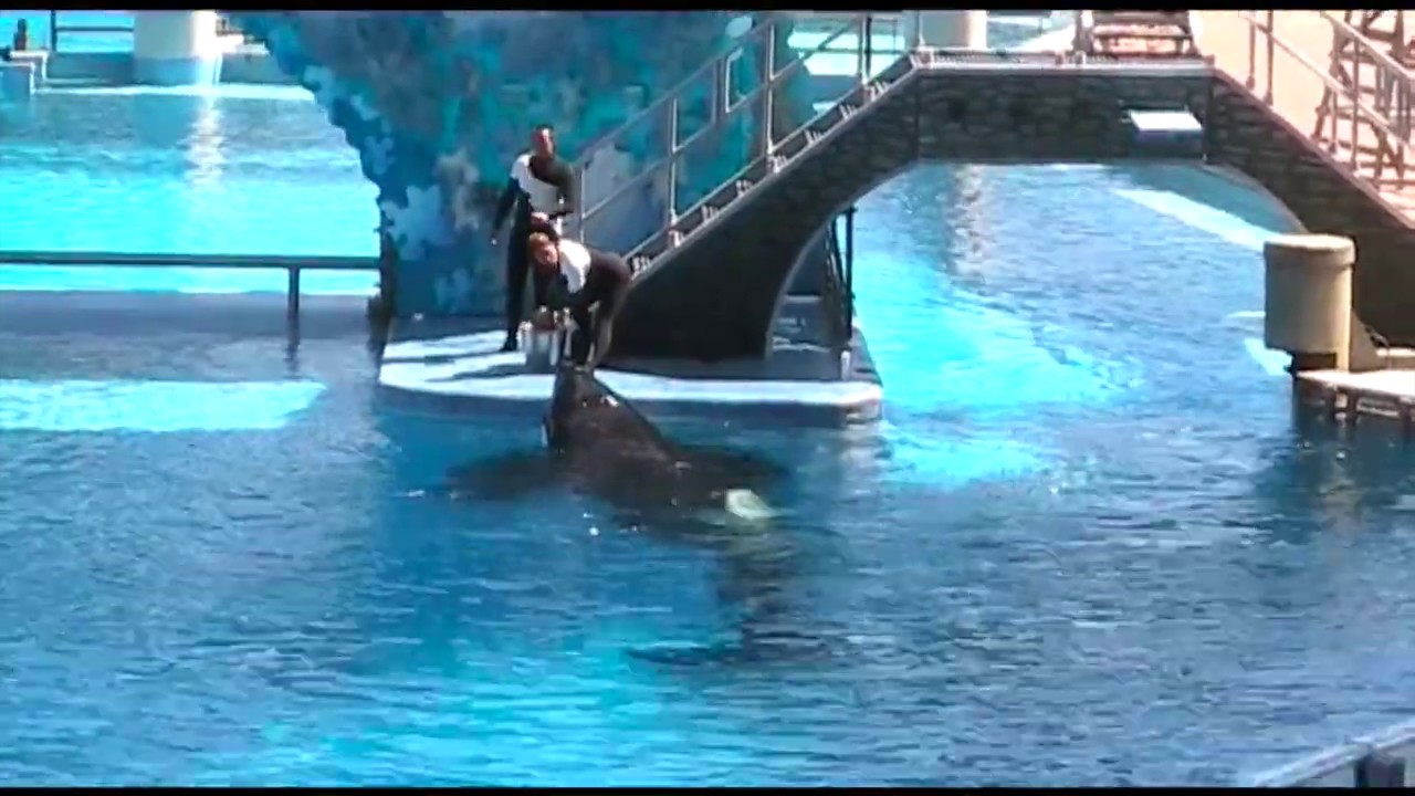 SeaWorld Orlando - Taima, Newborn Malia & Tilikum (March 2007) - YouTube