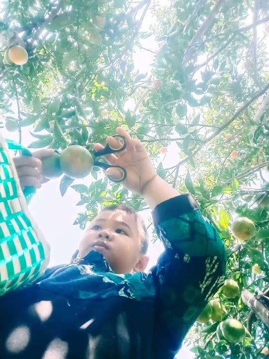 GM Kebun Petik Jeruk Senggrong Blitar