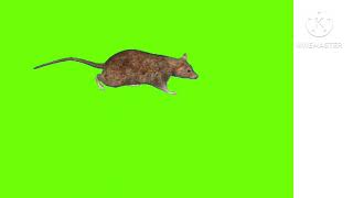 Green Screen Rat No Copyright.