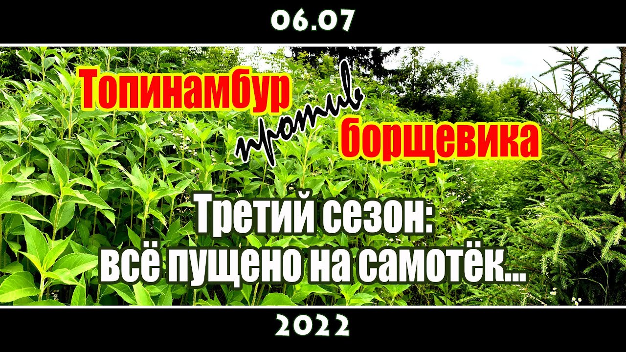 Топинамбур против борщевика... - YouTube