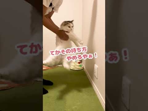 壁チャレンジをする猫達【おしゃべりする猫】 #Shorts