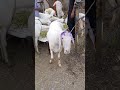 Lo A Gi Qurbani #qurbani2026