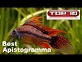 Top 10  Apistogrammi Strabilianti 🐠