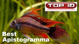 Top 10  Apistogrammi Strabilianti 🐠