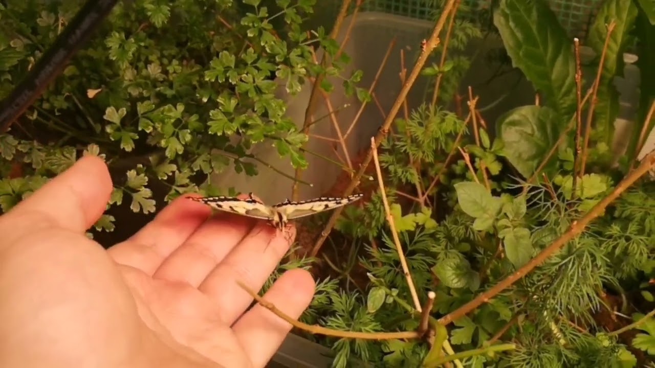 Махаон - SLO_MO (Papilio machaon)