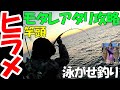 【ライトヒラメ】激シブ時のアタリ攻略 泳がせ釣り 岩船港史丸【ヒラメ釣り】