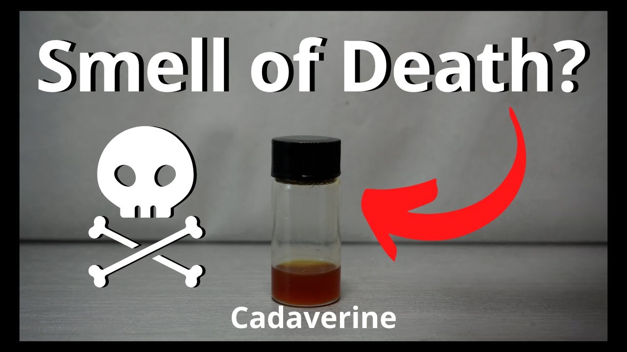 Smell of Death Cadaverine Cadaverine GiveAway YouTube