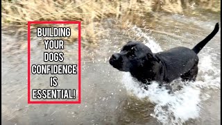My Dog Is Scared Of Water!! Building Confidence #dog #bigdog #dogs #doglife #puppies by Pawfextion 137 views 2 months ago 12 minutes, 15 seconds