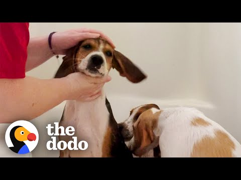 Foster Mom Works Up A Sweat Giving Hound Puppies A Bath | The Dodo Foster Diaries