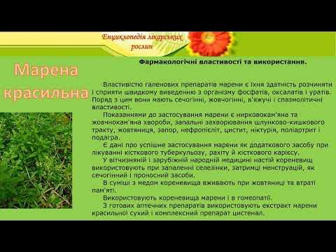 Марена красильна - YouTube