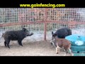 Hog Trapping and Patience