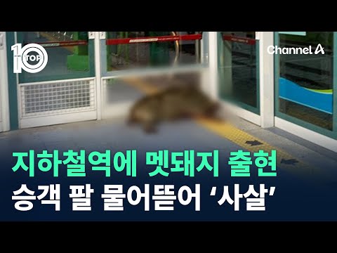 경남 양산 호포역에 멧돼지 출현…승객 팔 물어뜯어 ‘사살’ / 채널A / 뉴스 TOP10
