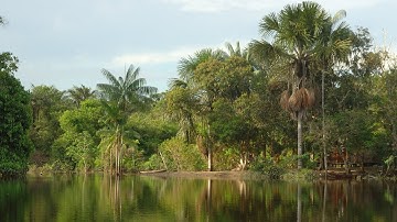 Deforestation in Brazil