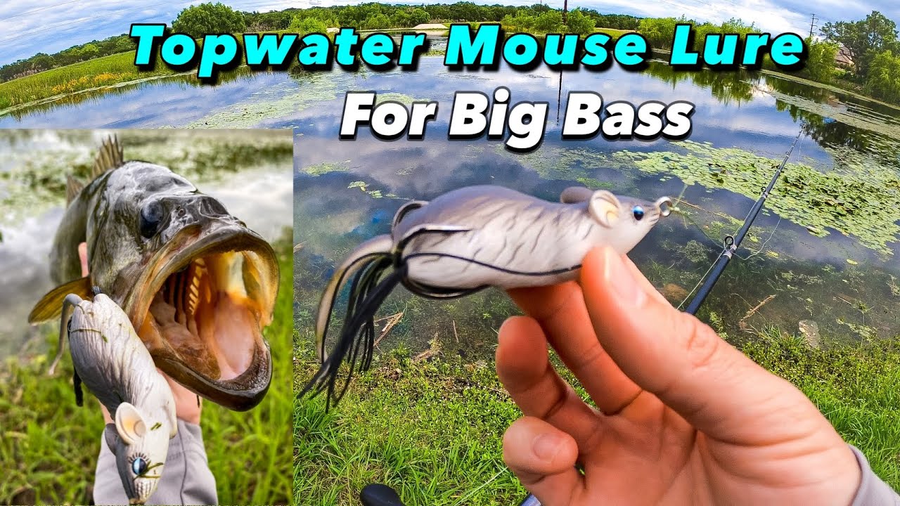 Mousin' Around! Topwater Bass Fishing Action with the LiveTarget Field Mouse  Lure 