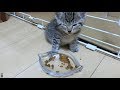 生後一ヶ月の子猫のビビちゃん食事中に寝ました The kitten slept while eating.