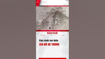 Cận cảnh rùa biển lên bờ đẻ trứng #baotonruabien #baoton  #bantin #tintuc #ruabien