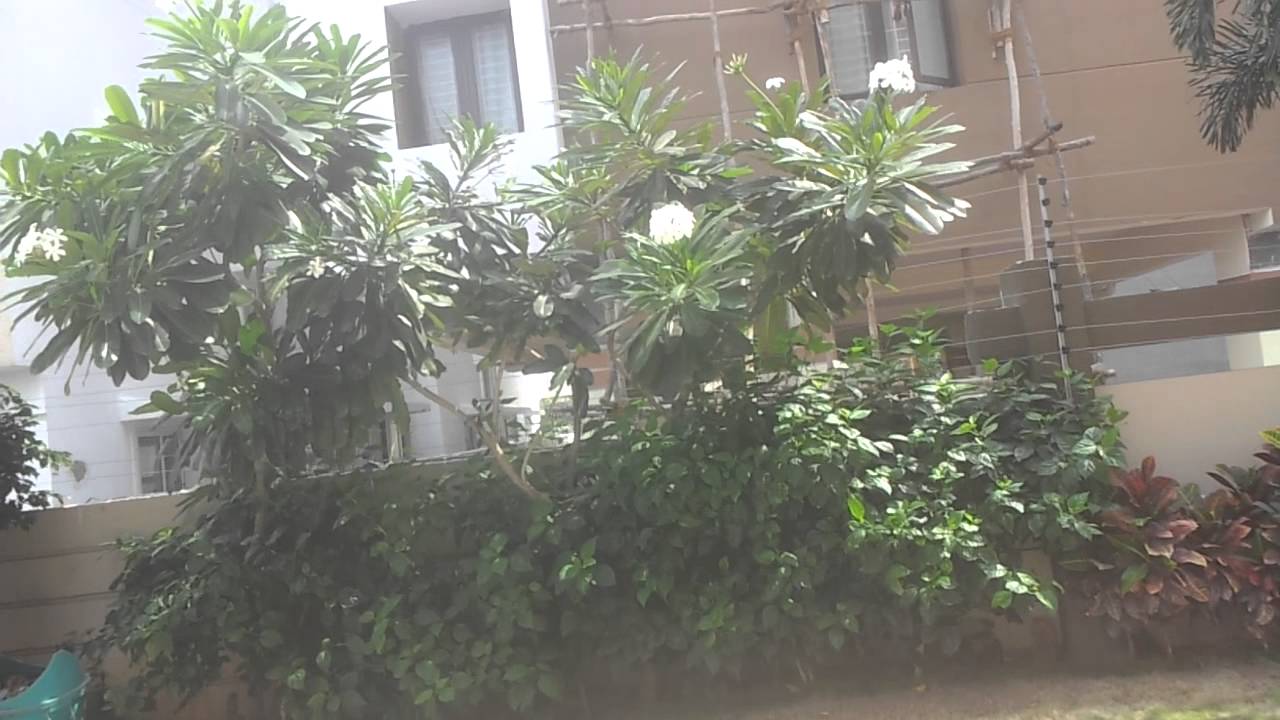 Reliance Paradise Pure serenity YouTube