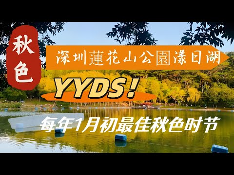 深圳秋日限定浪漫！深圳蓮花山公園秋色遊玩攻略，漾日湖落葉杉秘境，木棧道倒影 + 落羽杉變色全記錄！ ????????#深圳旅行 #深圳攻略 #深圳秋天 #深圳落羽杉觀賞攻略