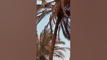 نخل جميل عالى 