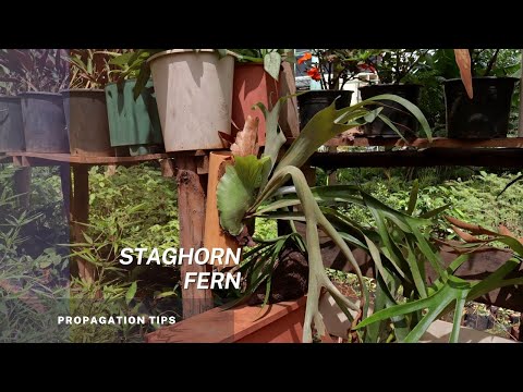 Video: Staghorn Fern Spore Propagation - Loj hlob Spores Los ntawm Staghorn Fern Nroj Tsuag