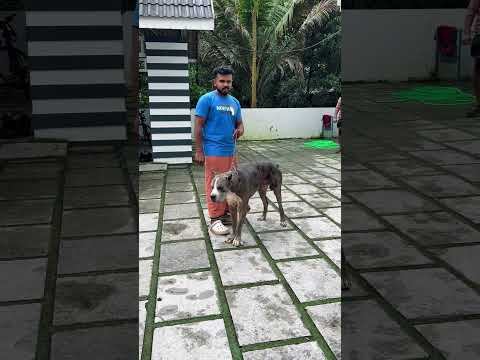 My Boys Alpha Scar And Diesel Kerala Shortsfeed Pets Viral Trending
