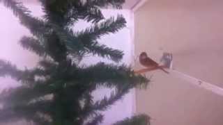 Meadow Bunting (Emberiza cioides)
