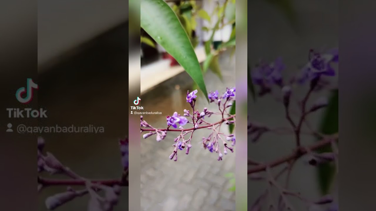 Neutral. Sri Lanka 🇱🇰