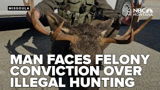 Tip from hunters leads to felony conviction in moose poaching case in North Idaho