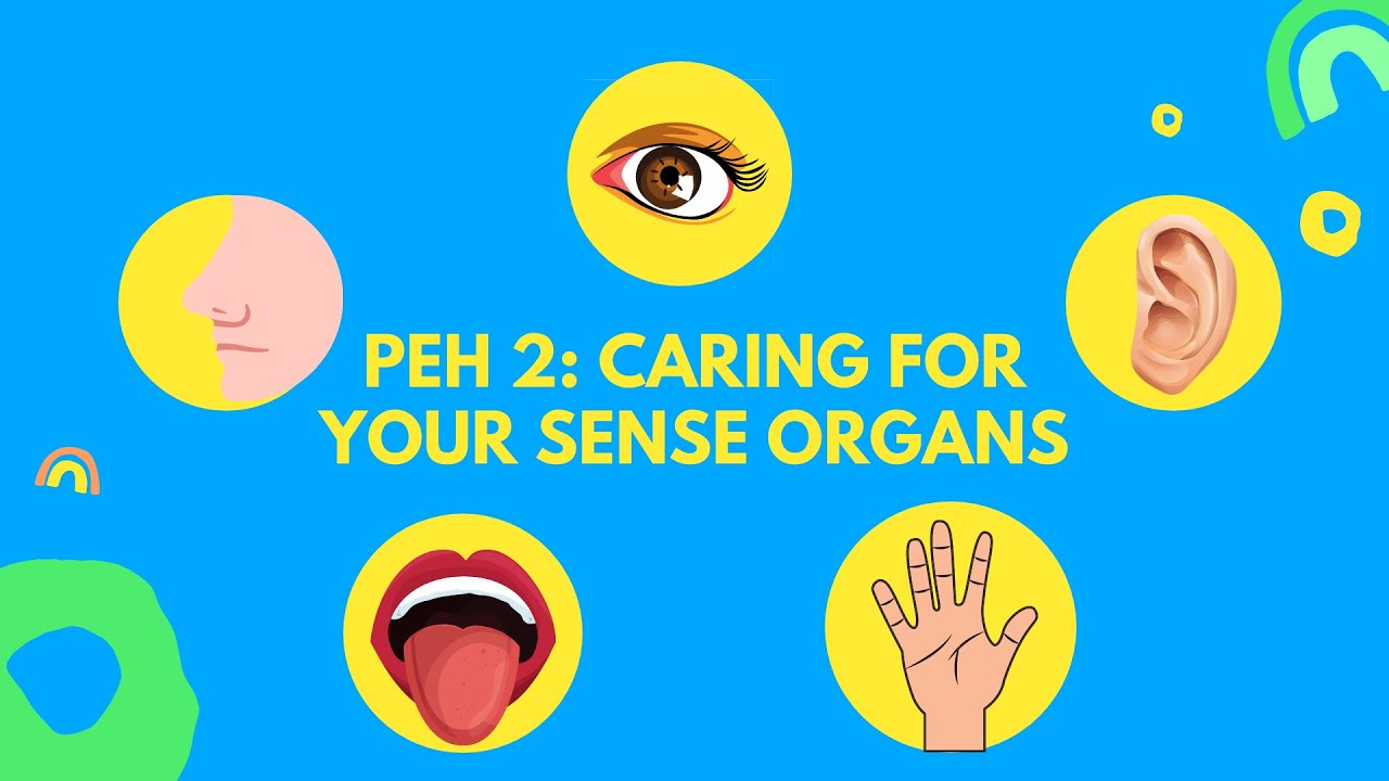 Physical Education and Health for Grade 2: Caring for the Sense Organs ...