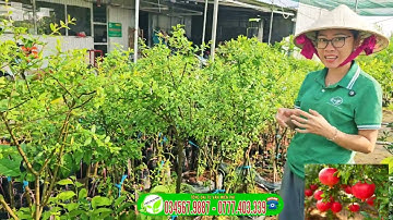 Lựu đỏ ấn độ cây lỡ trồng nhanh ra trái