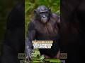 CHIMPANZEE VS BONOBOS; ரெண்டுக்கும் என்ன வித்தியாசம்? #bonobos #chimpanzee #tamil #bioworld #bw