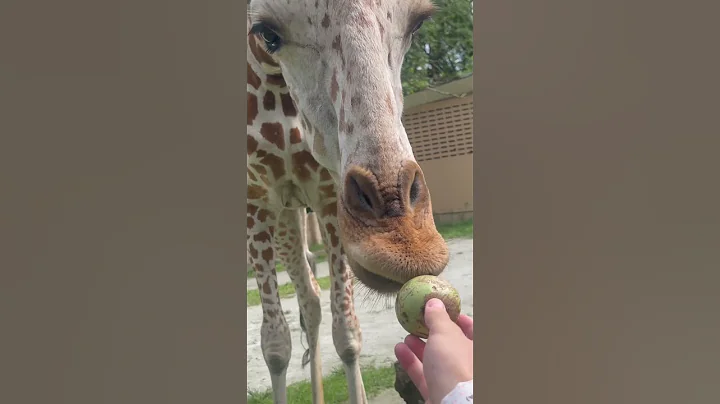 Feeding a giraffe 🦒