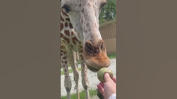 Feeding a giraffe 🦒