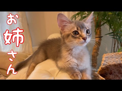 僕の大好きお姉さん…ご飯譲ってくれるんだ❣️【ソマリ】